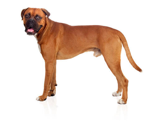Boxer kidney hot sale bean dance
